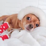 A Chihuahua dog dressed in mittens and winter hat on a fluffy white blanket looking cozy
