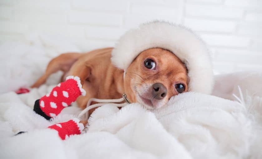 A Chihuahua dog dressed in mittens and winter hat on a fluffy white blanket looking cozy